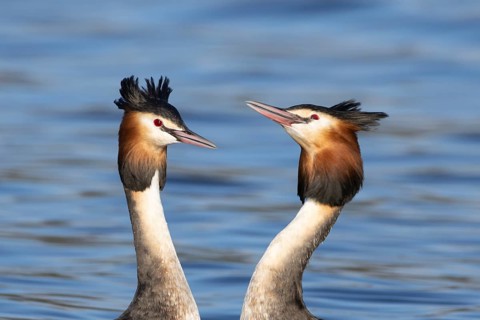 Great crested grebe (Podiceps cristatus) two adult birds performing their love courtship display on