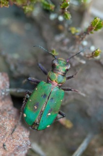 Carabidae, Cicindela campestris, field sandground beetle, sandground beetle, beetle, Coleoptera,