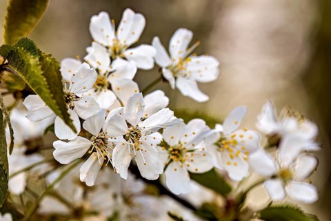 A close-up of white blossoms with green leaves, evoking a springtime feeling: a cherry blossom near