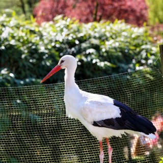 White stork (Ciconia ciconia), in captivity, Heiligenkirchen Bird Park, Adventure Park, Detmold,