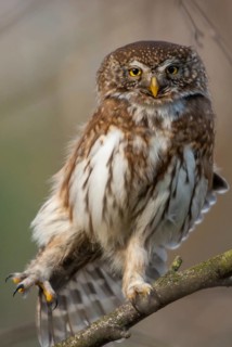 Glaucidium passerinum, pygmy owl, passerine owl, birds, owls, strigiformes, birds