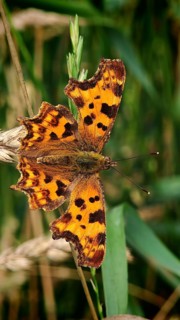 Close-up of an orange-brown butterfly, the C-spotted butterfly (Polygonia c-album), with speckled