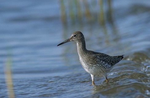 Redshank, redshank, tringa totanus, birds, charadriiformes, leo, limikolen, resting dress, snipe