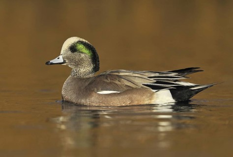 American Wigeon (Mareca americana) male, British Columbia, Canada