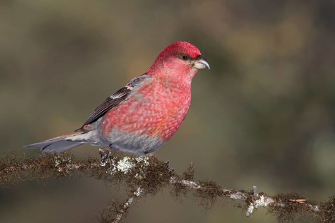 Pine Grosbeak - Hakengimpel - Pinicola enucleator, Finland, adult male
