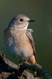 Garden redtail, Phoenicurus phoenicurus, redstart, birds, female, garden birds, high size,