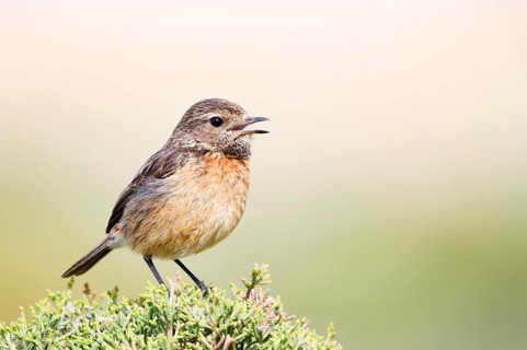 Stonechat (Saxicola rubicola), calling female, Algarve, Portugal