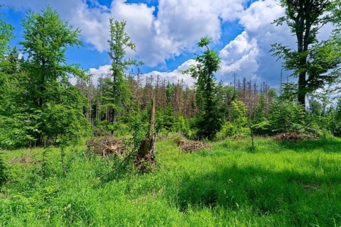 Flora in the Heuscheuergebirge National Park. The Heuscheuergebirge National Park, Park Narodowy