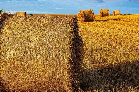 Straw bales on a harvested grain field tell of the end of summer in the countryside near Demmin,