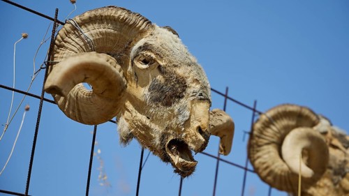 Skull of a ram on a fence, with weathered horns and clear sky in the background, Amari Basin,