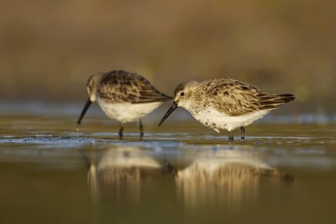 Dunlin (Calidris alpina) foraging, North Rhine-Westphalia, Germany
