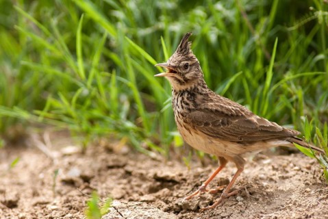 Crested lark, galerida cristata, crested lark, birds, Bulgaria, song, larks, passeri, singing,