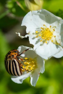 Leaf beetle, chrysomelidae, Colorado beetle, Colorado potato beetle, potato beetle, leptinotarsa