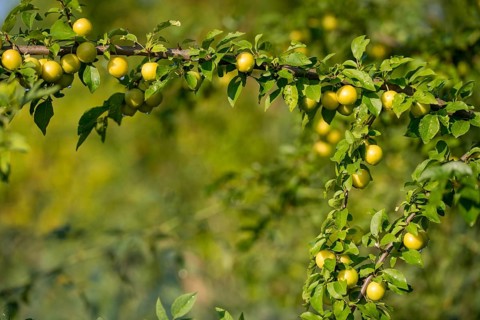 Cherry plum, Prunus cerasifera, rosaceae, rose family, flora, plants