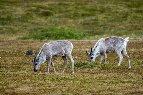 Artiodactyla, even-toed ungulate, Norway, cloven-hoofed, rangifer tarandus, reindeer, reindeer,