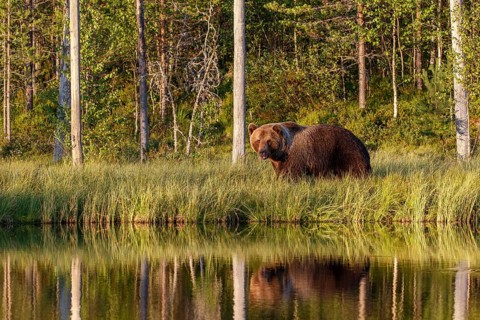 Brown Bear (Ursus arctos), on forest, Kainuu, Finland