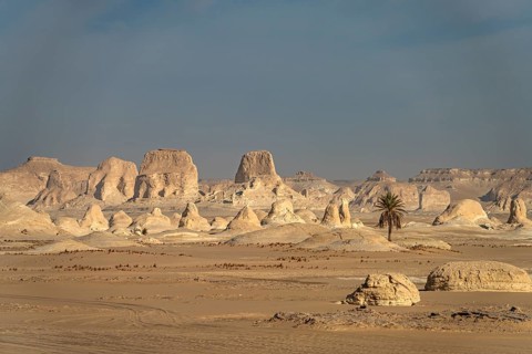 White limestone formations and single palm tree in the White Desert National Park in the Egyptian