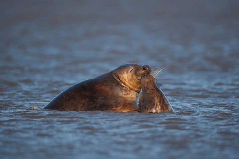 Atlantic grey seal (Halichoerus grypus) two adult animals kissing in the water of the sea, England,