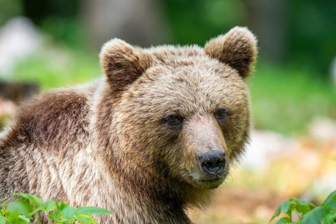 European brown bear (Ursus arctos arctos), portrait, Notranjska region, Slovenia