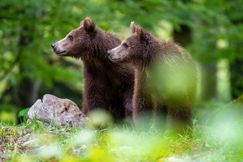 European brown bear (Ursus arctos arctos), two cubs in the forest, Notranjska region, Slovenia