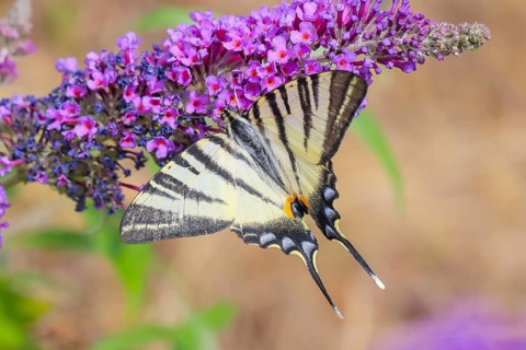 Podalirius butterfly (Iphiclides podalirius), feeding on nectar from butterfly bush (Buddleja