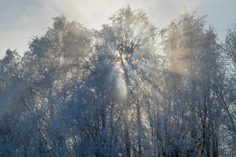 Sun rays fall through frosted birch trees, Alvdal, Hedmark, Innlandet, Norway, February 2026