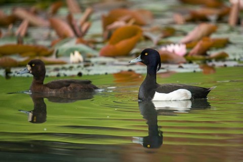 Aythya fuligula, heron duck, tufted duck, anatidae, birds, ducks, ducks, duckbirds, female, male,