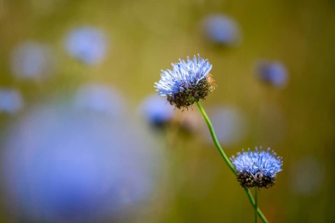 Mountain sandrapunzel, mountain clove, mountain sandbell, campanulaceae, bellflower plant, jasione