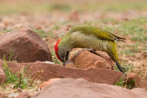 Levaillant's Woodpecker (Picus vaillantii) male, Morocco