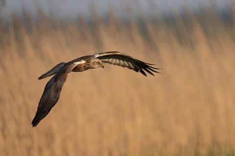 Marsh harrier (Circus aeruginosus), Texel, Netherlands