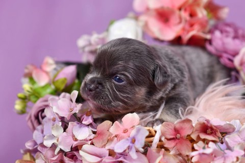 Cute three week old tan colored French Bulldog puppy surrounded by pink and violet flowers