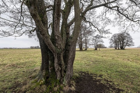 Old alders (Alnus glutinosa) in meadow landscape, Lower Saxony, Germany