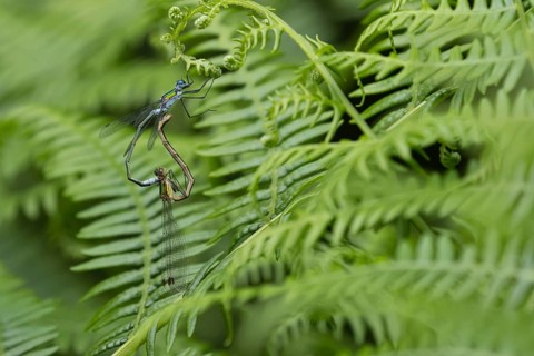 Emerald damselfly (Lestes sponsa) adult male and female insects mating on a bracken leaf in summer,