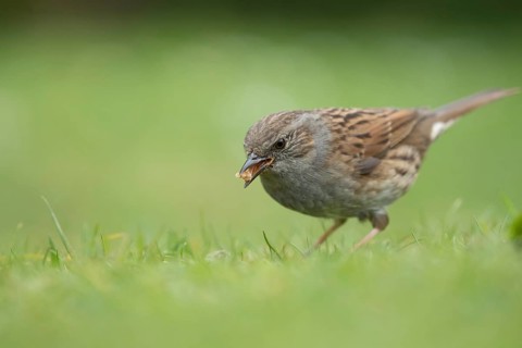 Dunnock or Hedge sparrow (Prunella modularis) adult garden bird feeding on a grass lawn, Suffolk,