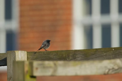 Black redstart (Phoenicurus ochruros) adult male bird on a fence, England, United Kingdom