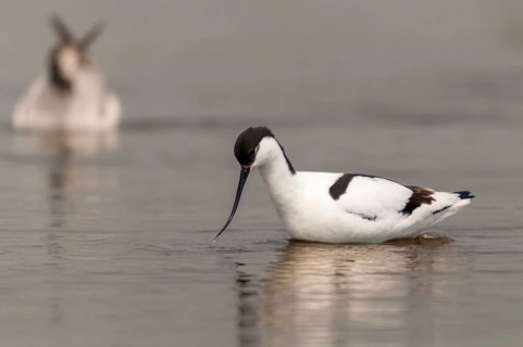 Avocet, Recurvirostra avosetta, saber beaks, birds, charadriiformes, limikolen, birds, waders,