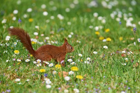 A small squirrel runs through a meadow covered with colourful flowers, Eurasian red squirrel