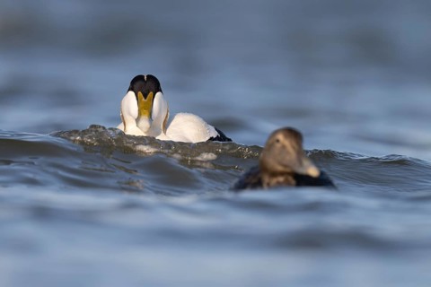 Eider duck (Somateria mollissima), Texel, Netherlands