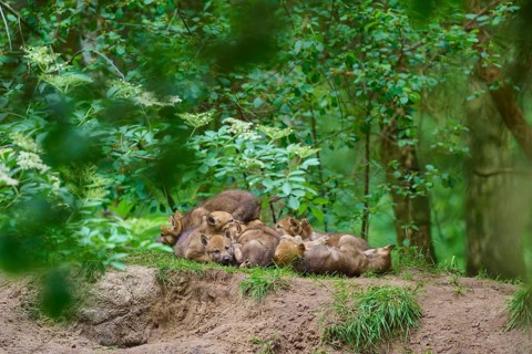 A group of wolf cubs are resting in the countryside, surrounded by woodland vegetation, wolf (Canis