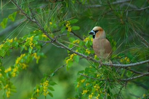 Coccothraustes Coccothraustes, Hawfinch, Songbirds, Birds, Bulgaria, Passeri, Songbirds, Birds