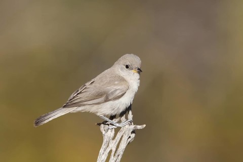 Verdin (Auriparus flaviceps), California, USA
