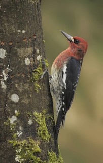 Red-breasted Sapsucker (Sphyrapicus ruber), British Columbia, Canada