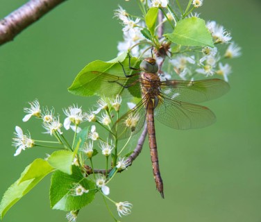 Anaciaeschna isosceles, wedge spot mosaic maid, wedge spot dragonfly, Norfolk Hawker, anisoptera,