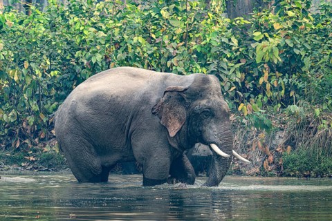 Bull elephant at watering hole, Asian elephant, Elephas maximus, Bardia National Park, jungle,