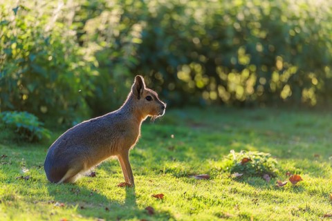 A Patagonian mara (Dolichotis patagonum) sits in a meadow, backlit by the sun. In the background,