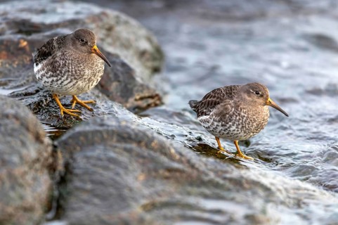 MeerstrandlÃ¤ufer