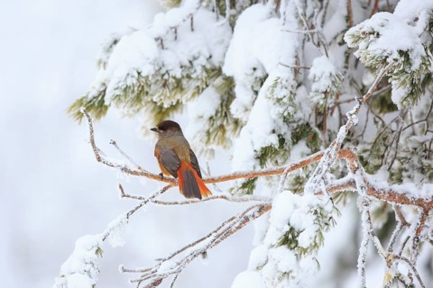 Siberian Jay (Perisoreus infaustus), Finland