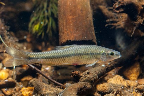 Blue ribbon bear, pseudorasbora parva, stone moroco, stone moroko, fish, fish, pisces, topmouth