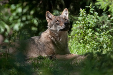 Canis lupus, carnivora, predators, wolves, mammals, raptors, mammals