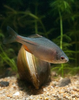 Anodonta cygnea, bitterling, duck mussel, common pond mussel, Rhodeus amarus, Rhodeus sericeus